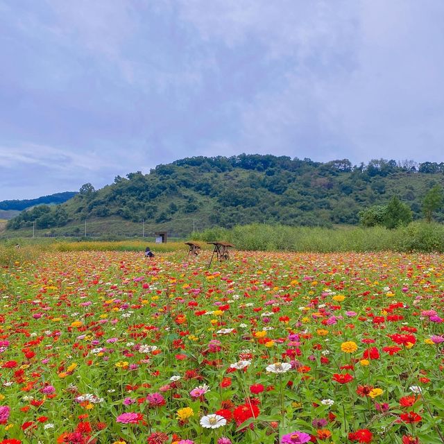 댑싸리 황화코스모스 천일홍이 가득한 📍임진강 댑싸리공원