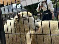500円で見れる満足度高めの動物園🦁
