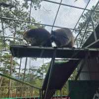 Zoodoo, Da Lat Zoo