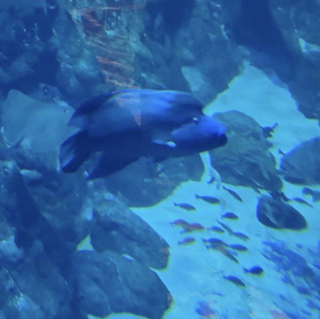 在水底的餐廳