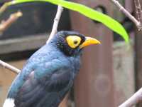 Edward Youde Aviary. 