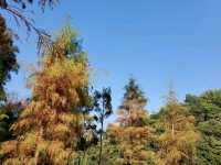流水響 。鶴藪水塘 🍂適合行⛰️BB級