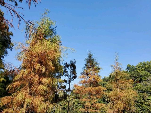 流水響 。鶴藪水塘 🍂適合行⛰️BB級 流水響 。鶴藪水塘 🍂適合行⛰️BB級