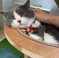 🐱 萌爆喵星人伴你渡過週末