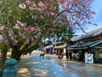 奈良　SAKURA 桜めぐり❗️東大寺南大門あたりで桜散策❗️