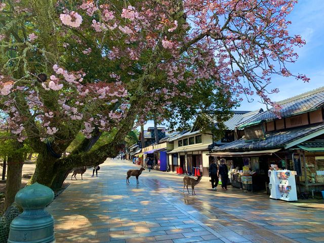 奈良　SAKURA 桜めぐり❗️東大寺南大門あたりで桜散策❗️