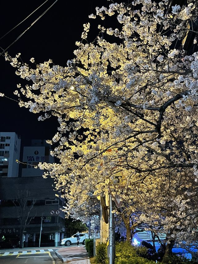 벚꽃하면 ? 온천천 🌸