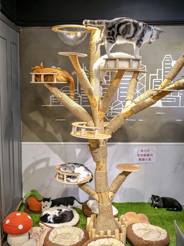 旺角人氣貓Cafe，相聚忘憂集中地