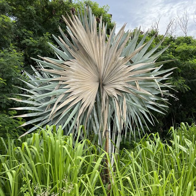 Changi Bay Park Connector Hike 