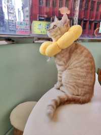 🐈貓貓可愛友善，可惜⋯「貓之茶房」
