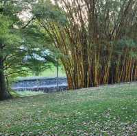周未行山好去處-mount coot botanic garden 