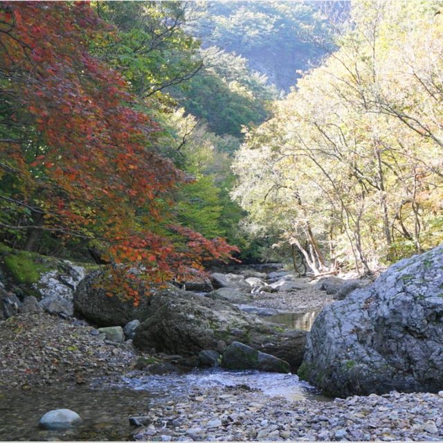 명품 단풍길트래킹