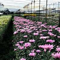 สวนเบญจมาศบิ๊กเต้-สวนบิ๊กเต้ BigTae Garden