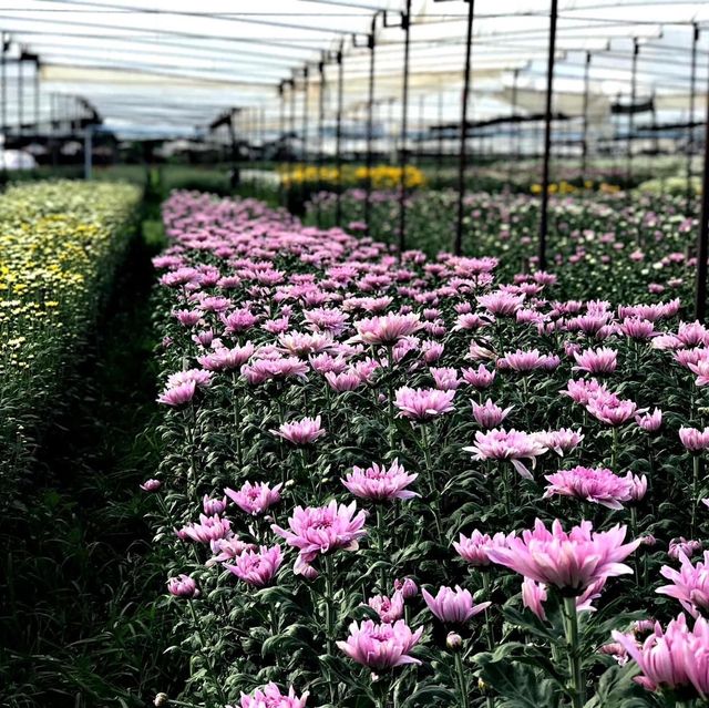 สวนเบญจมาศบิ๊กเต้-สวนบิ๊กเต้ BigTae Garden