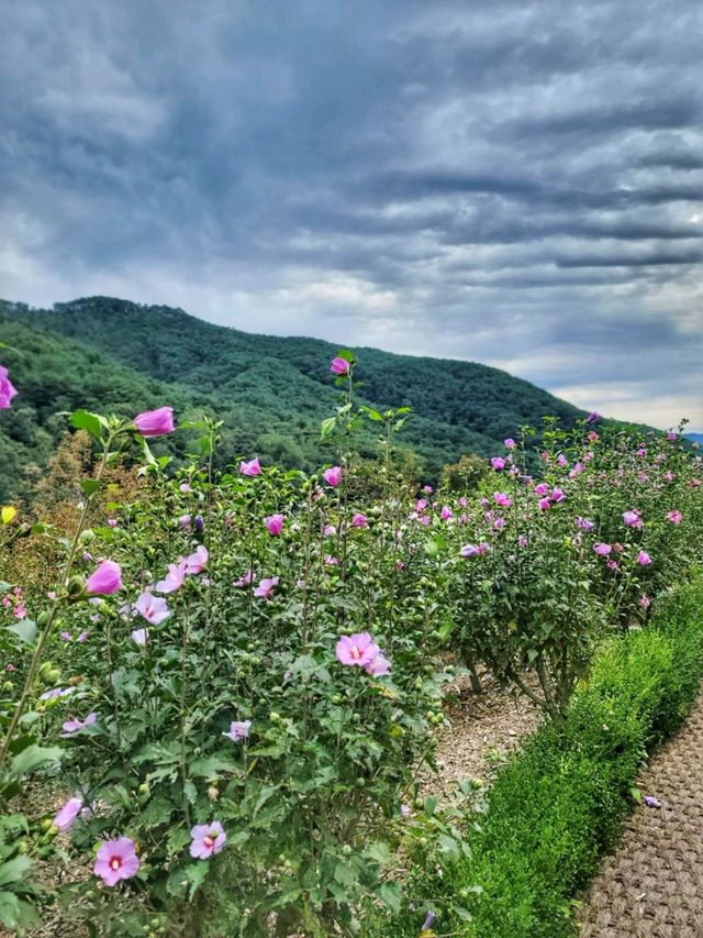 내년가을이 기대되는 홍천 무궁화수목원, 코스모스가 예쁜곳💜