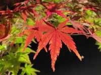 『清水寺』京都の紅葉『夜間特別拝観』