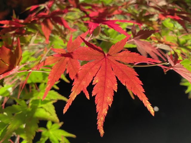 『清水寺』京都の紅葉『夜間特別拝観』