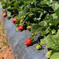 Strolling & Strawberry Picking @ SSS Farm