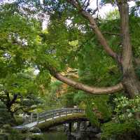 京都御所の御池の鯉