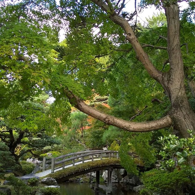 京都御所の御池の鯉