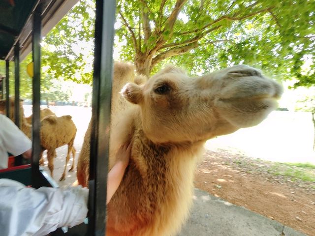 SOoo Many animals up close 🙉🦓 Hangzhou