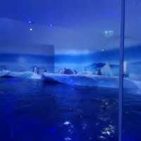 Visit to the London Sealife Aquarium 