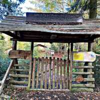 School in the Forest