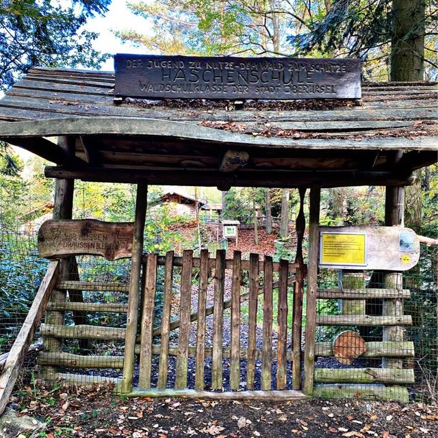 School in the Forest