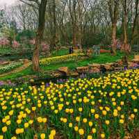 Botanical Garden🌷,  Nanjing