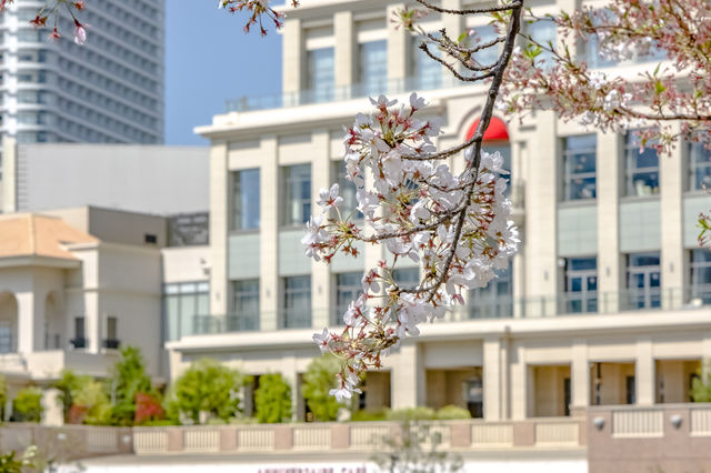 馬車道の桜並木景色