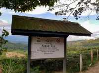 Sabah Tea Garden - Borneo, Malaysia