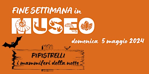 PIPISTRELLI: I MAMMIFERI DELLA NOTTE | Museo Civico di Scienze Naturali Enrico Caffi di Bergamo