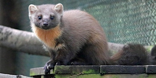 Pine Marten Ecology and Conservation | Wildwood Trust Education Center