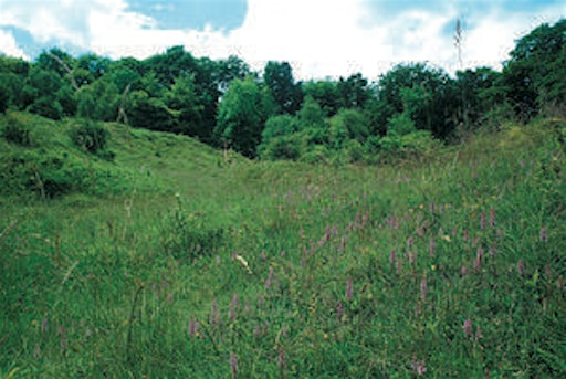 Summer Guided Walk: orchids and butterflies - Aston Clinton Ragpits, Sunday 7 June | Aston Clinton Ragpits