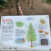 打卡流水響郊遊徑.紅葉