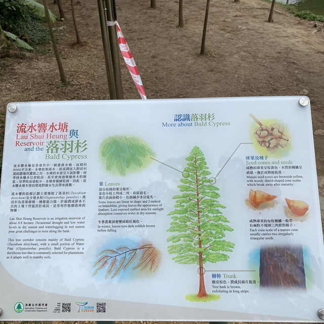 打卡流水響郊遊徑.紅葉