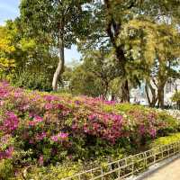 ［維多利亞公園］- 賞花好時機🌸🌺💐