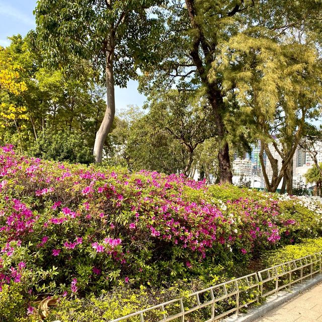 ［維多利亞公園］- 賞花好時機🌸🌺💐