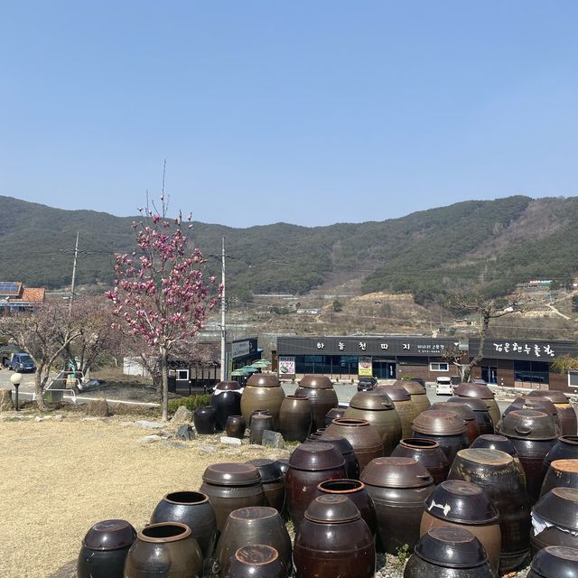 봄하면 미나리, 미나리하면 청도, 미나리는 삼겹살과 [한재마실]