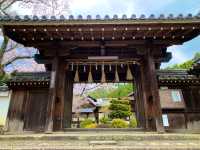 京都　SAKURA 桜めぐり❗️毘沙門堂の枝垂桜に感動❗️