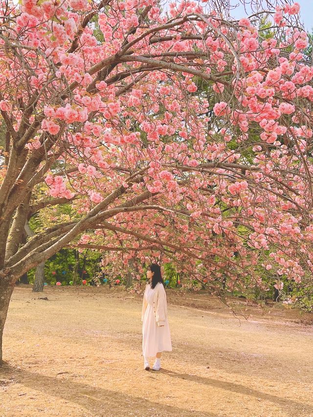 겹벚꽃 명소 중 손에 꼽히는 곳, 불국사