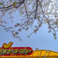 よこはまコスモワールドのアトラクションと桜並木