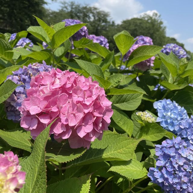 保土ヶ谷公園で自転車デビュー