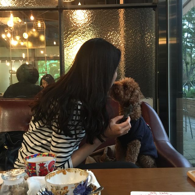 애견출입이 가능한 그래비티 카페 추천🤎