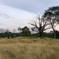 Jurong Lake Gardens