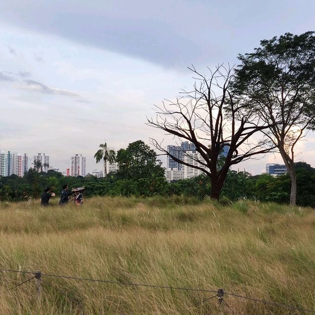 Jurong Lake Gardens