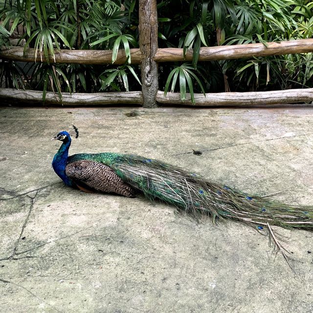 原來吉隆坡塔都有動物園