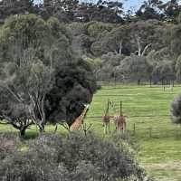 Werribee Open Range Zoo