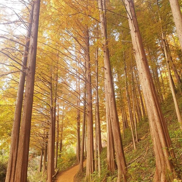 황금비 내리는 산책길