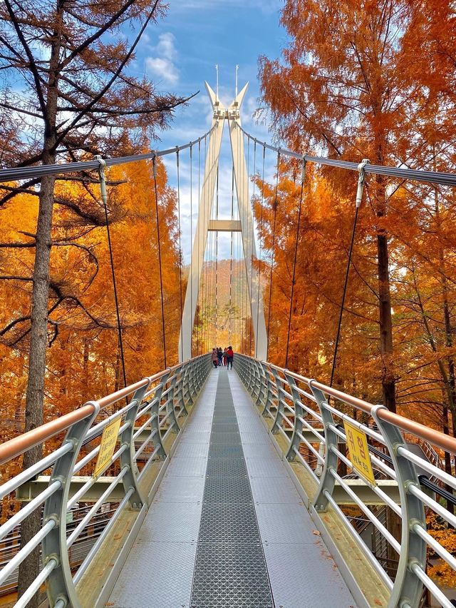 가을에 꼭 가야하는 장태산자연휴양림 🍁